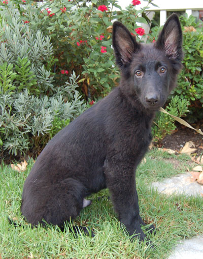 Black shepherd hot sale rescue